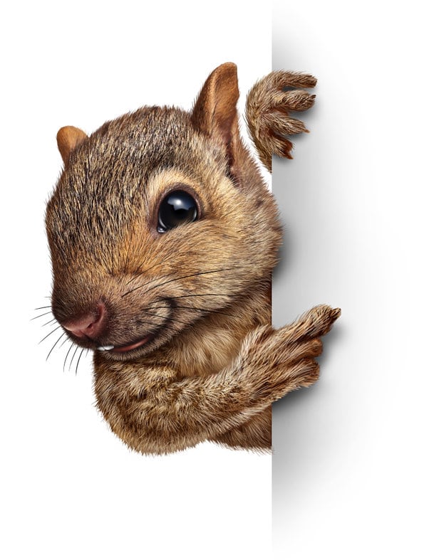 can animals climb up your toilet?
