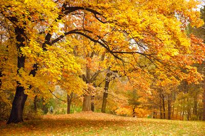 5 Reasons To Consider a High Efficiency Furnace This Fall