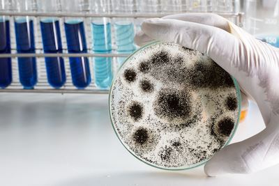 What If There’s Mold In Your Ductwork?
